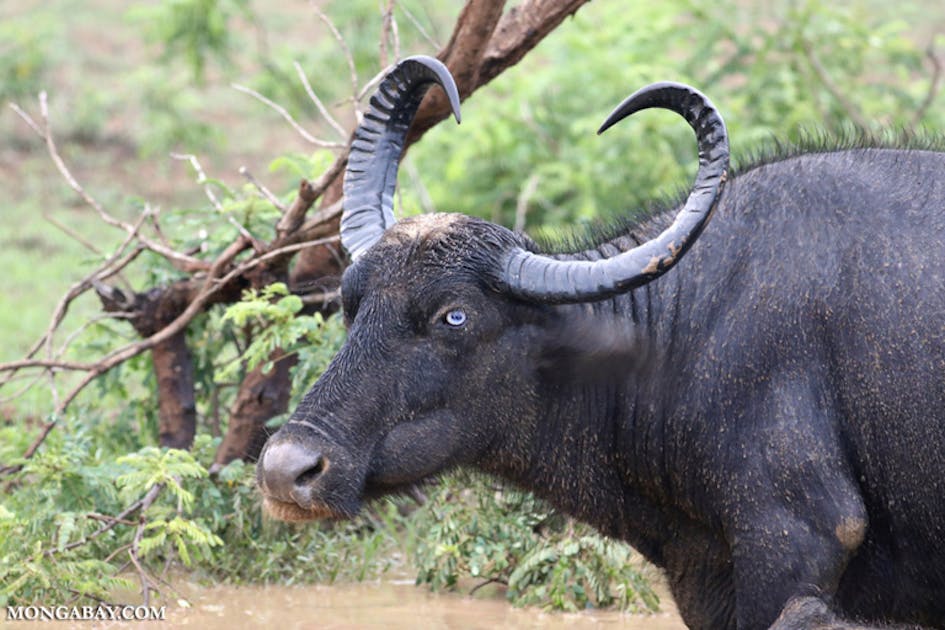 Why Europe is rewilding the water buffalo One Earth